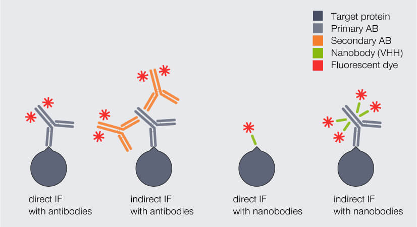 Nanobodies